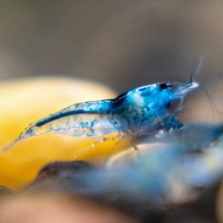Blue Rili Shrimp (Neocaridina Dividi)