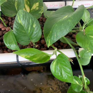 Golden Pothos (Epipremnum Aureum)