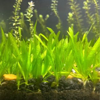 Jungle Val (Vallisneria Americana)
