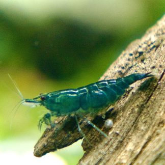 Jade Green Shrimp (Neocaridina Dividi)