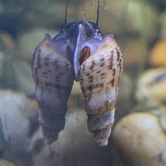 Malaysian Trumpet Snails (Melanoides Tuberculata)