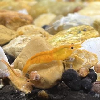 Orange Shrimp (Neocaridina Dividi)