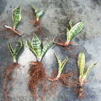 Golden Snake Plant (Sansevieria Trifasciata)