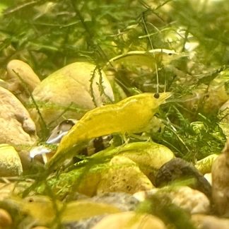 Yellow Golden Shrimp (Neocaridina Dividi)
